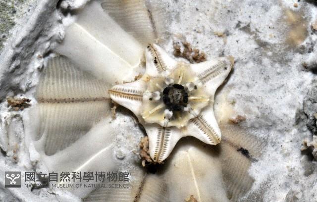 扁平蛛網海膽藏品圖，第3張