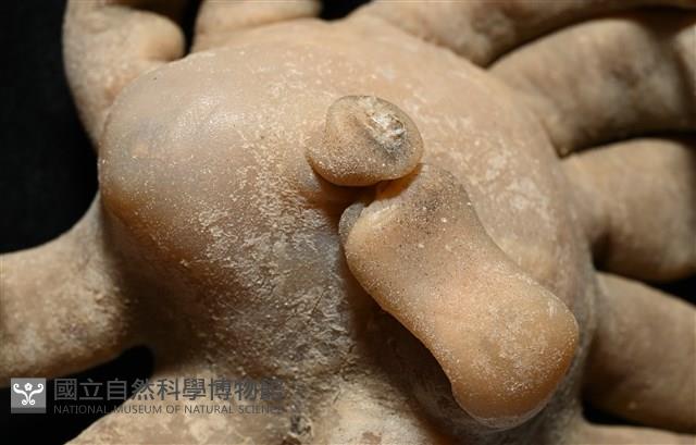 寄居蟹鞘群海葵藏品圖，第3張