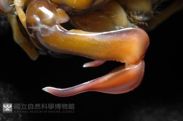 大指蝦蛄藏品圖，第3張