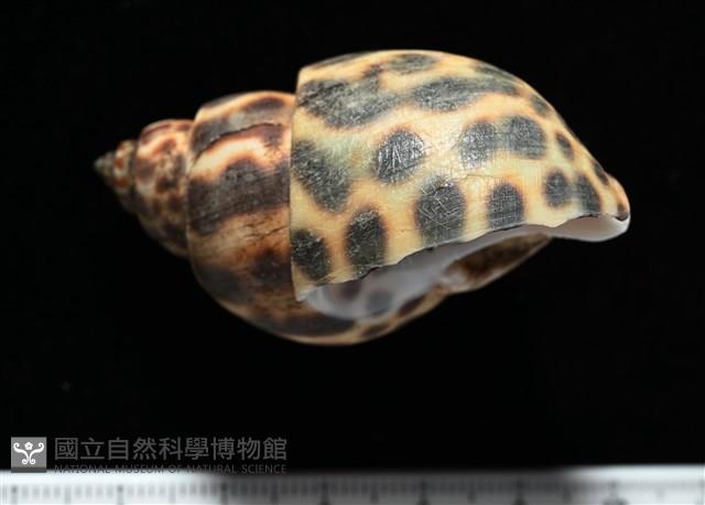 婆羅洲鳳螺藏品圖，第3張