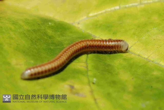 畏光側山蛩藏品圖，第3張