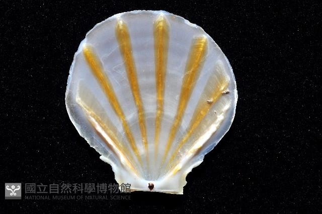 大光芒海扇蛤藏品圖，第3張