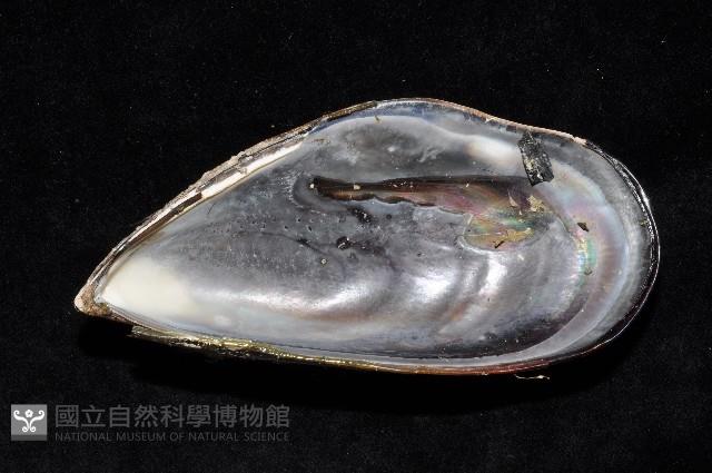 紫殼菜蛤藏品圖，第3張