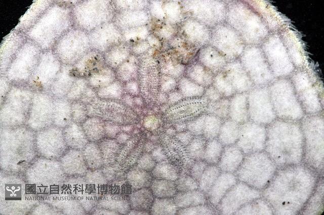 裂邊毛餅海膽藏品圖，第3張
