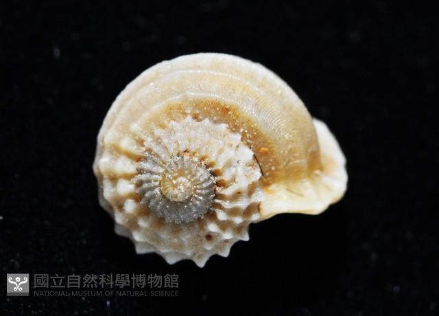 球花冠螺藏品圖，第3張