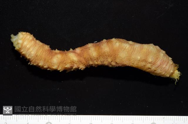 黃疣海參藏品圖，第3張