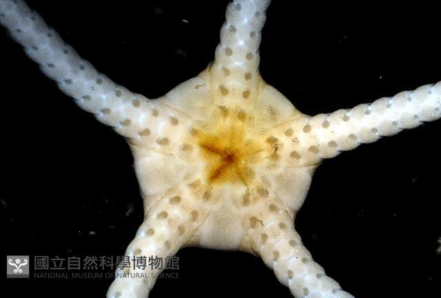 深海粗蛇尾藏品圖，第3張