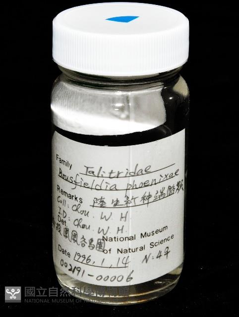 鳳凰母布氏蝦藏品圖，第3張