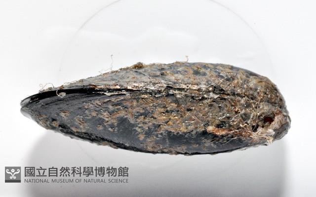 臺灣深海殼菜蛤藏品圖，第3張