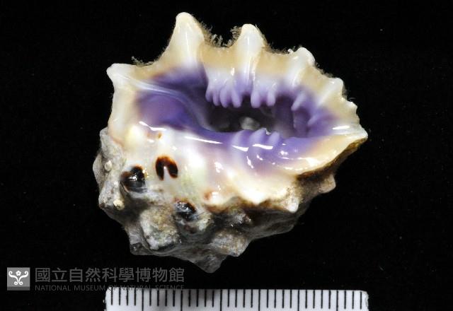 紫口岩螺藏品圖，第3張