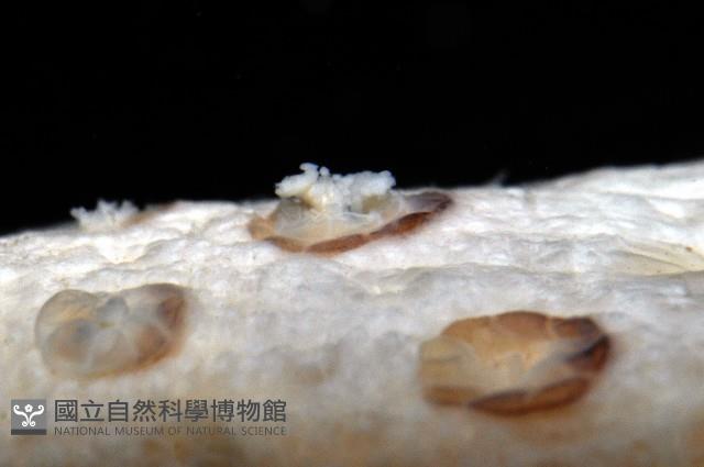 哈氏仙人掌海鰓藏品圖，第3張