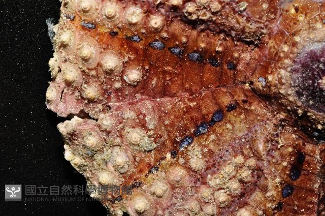 粒毛冠海膽藏品圖，第3張