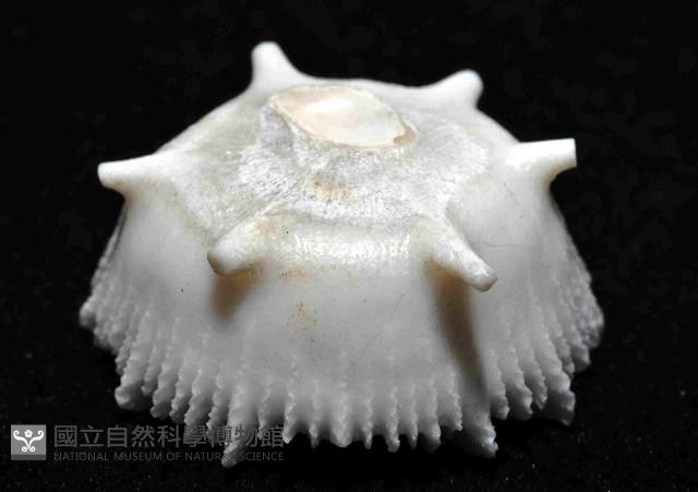 解析冠杯珊瑚藏品圖，第3張
