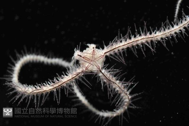 花棘刺蛇尾藏品圖，第3張