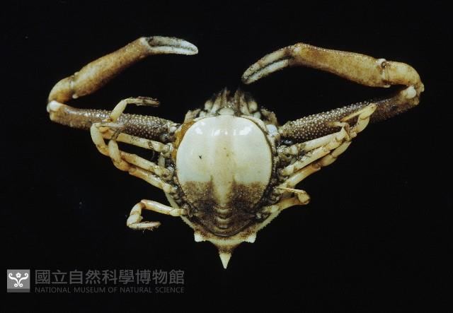 遁行長臂蟹藏品圖，第3張