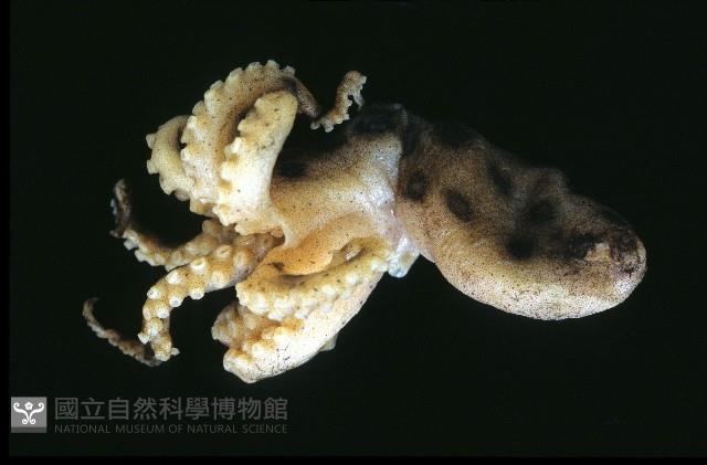 未知種藍環章魚藏品圖，第3張