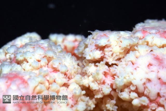 未知種軟珊瑚藏品圖，第3張