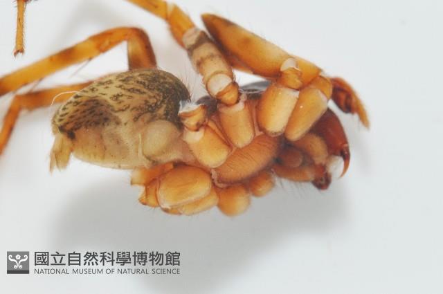 寬股隙蛛藏品圖，第3張