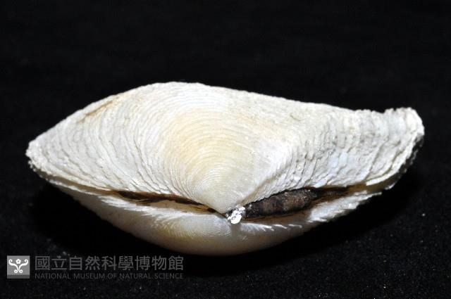 波紋櫻蛤藏品圖，第3張