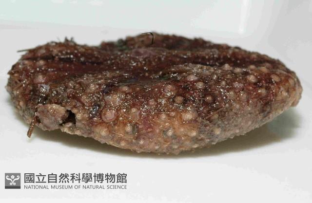 日本毛冠海膽藏品圖，第3張