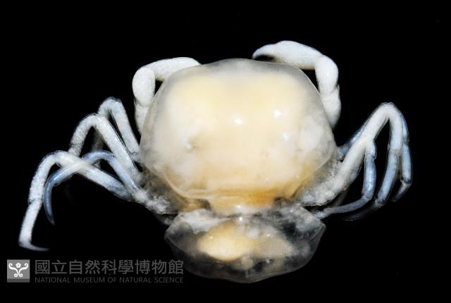 中華蚶豆蟹藏品圖，第3張
