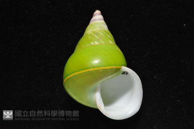 綠巴布亞蝸牛藏品圖，第3張