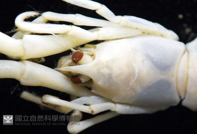 未知種折尾蝦藏品圖，第3張