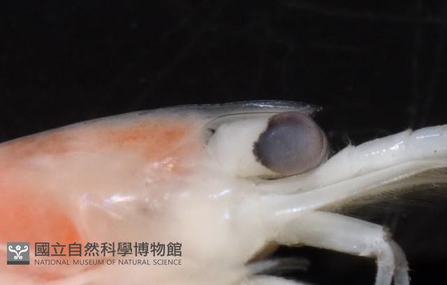 未知種新米蝦藏品圖，第3張