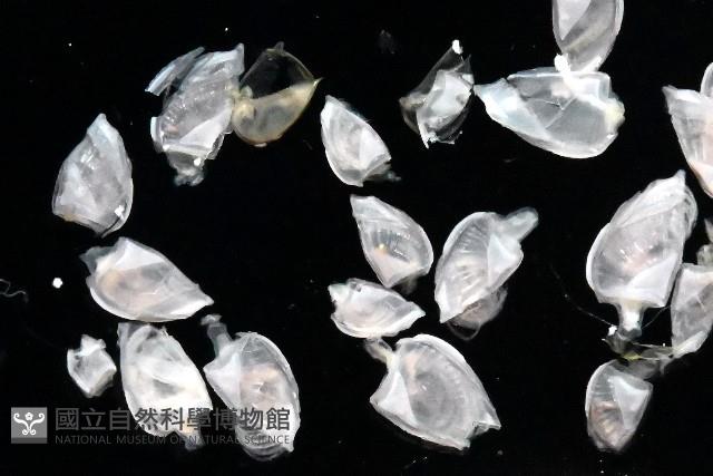 鵝茗荷藏品圖，第3張