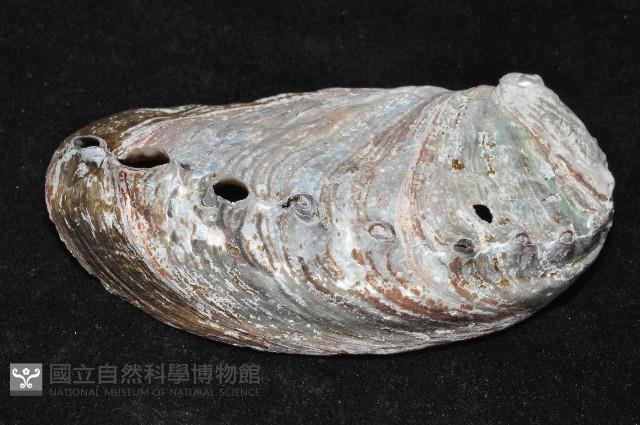 皺紋盤鮑藏品圖，第3張