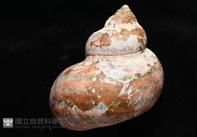 貓眼蠑螺藏品圖，第3張