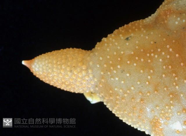 艾氏飛輪蟹藏品圖，第3張