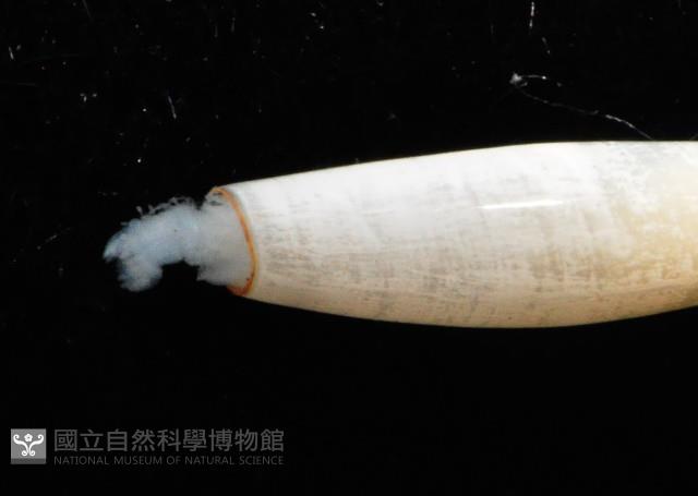胖象牙貝藏品圖，第3張
