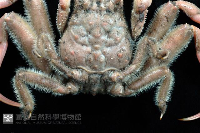 四齒(疣面)關公蟹藏品圖，第3張