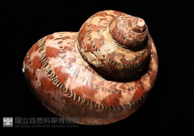 貓眼蠑螺藏品圖，第3張