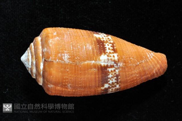 花帶芋螺藏品圖，第3張