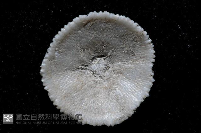 未知種齊苔蟲藏品圖，第3張