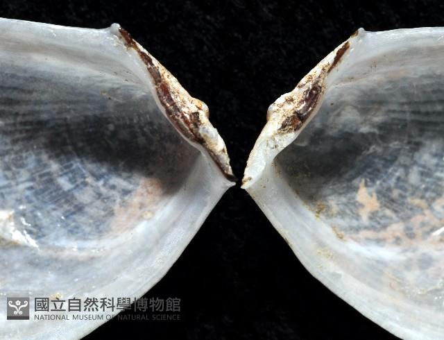 脆狐蛤藏品圖，第3張