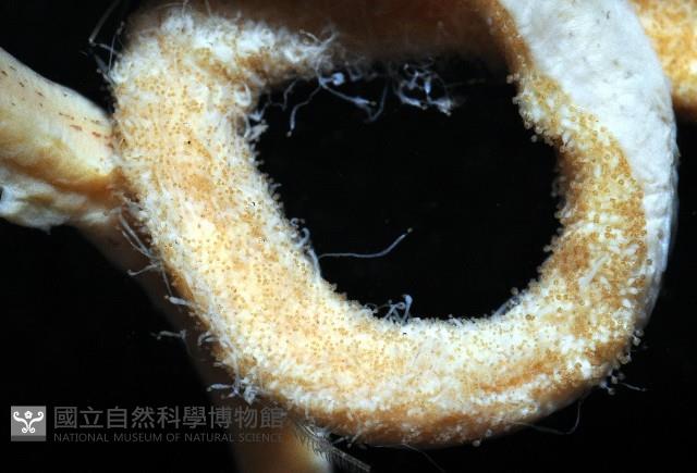 雙乳突僧頭烏賊藏品圖，第3張