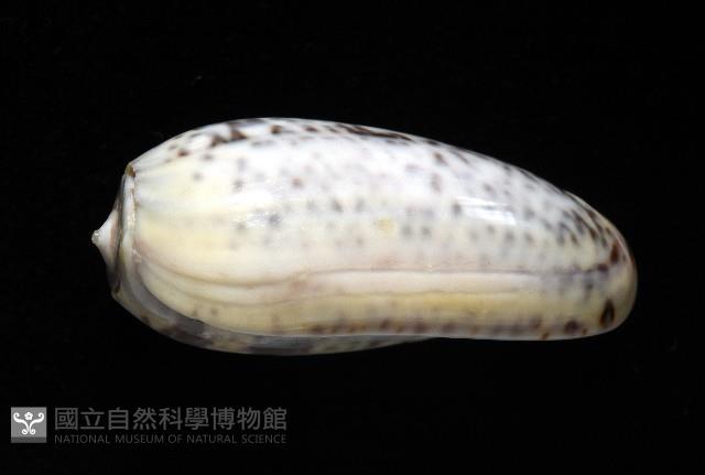 登錄號:007819-00136藏品圖，第3張