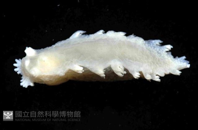 未知種三歧海蛞蝓藏品圖，第3張