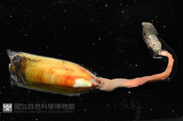 亞氏海豆芽藏品圖，第3張