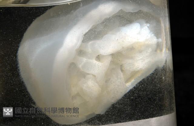 未知種海月水母藏品圖，第3張