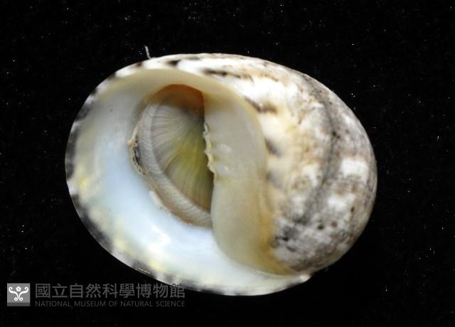 玉女蜑螺藏品圖，第3張