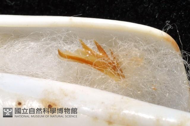 飛彈螺藏品圖，第3張