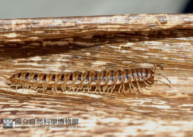 花蓮章氏馬陸藏品圖，第3張