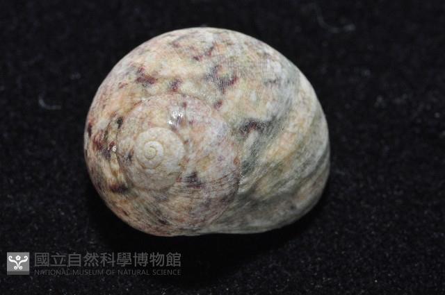 金口鐘螺藏品圖，第3張