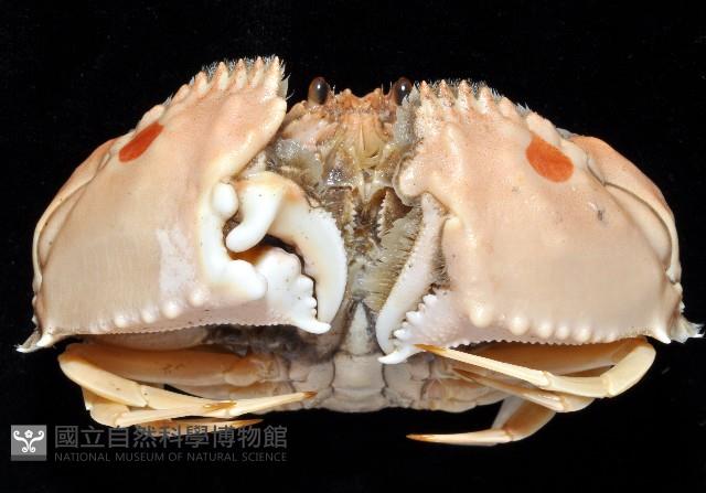 逍遙饅頭蟹藏品圖，第3張