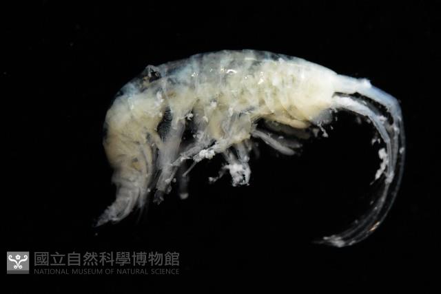 未知種深海鉤蝦藏品圖，第3張