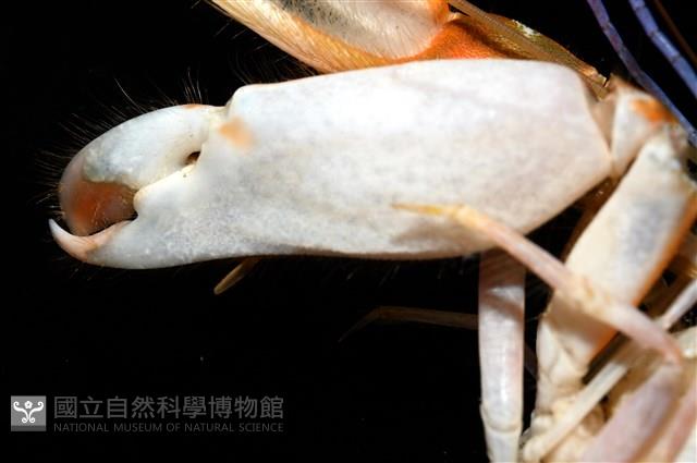 劍脊槍蝦藏品圖，第3張